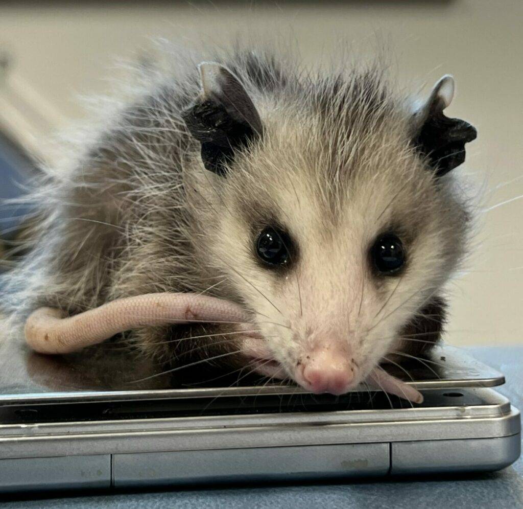 An opossum getting weighed upon intake into the Santa Barbara Wildlife Care Network clinic.