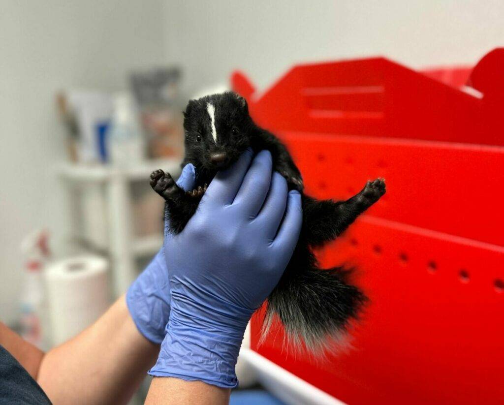 A skunk gets an exam from the SBWCN veterinary team.