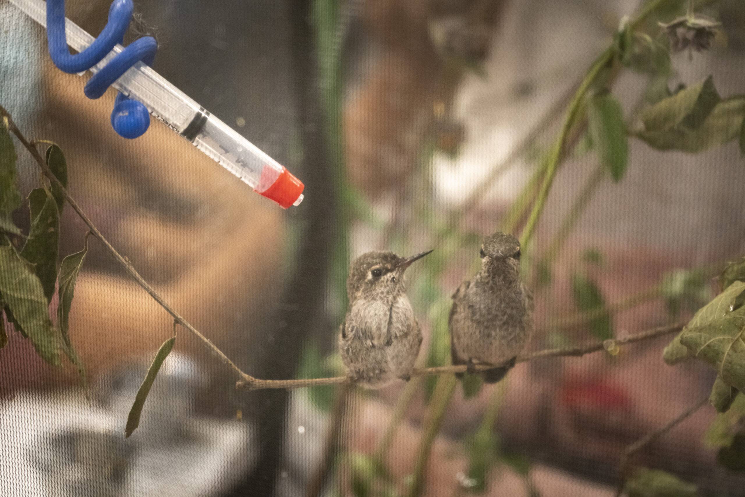 Two immature hummingbirds awaiting their food inside the wildlife hospital.