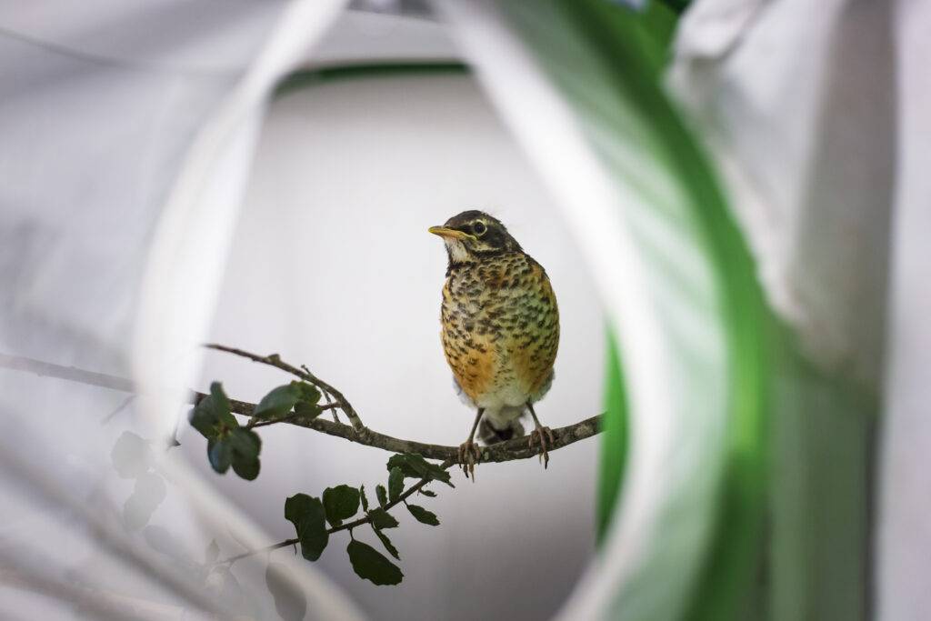 A young American Robin perches inside the wildlife hospital's songbird room.