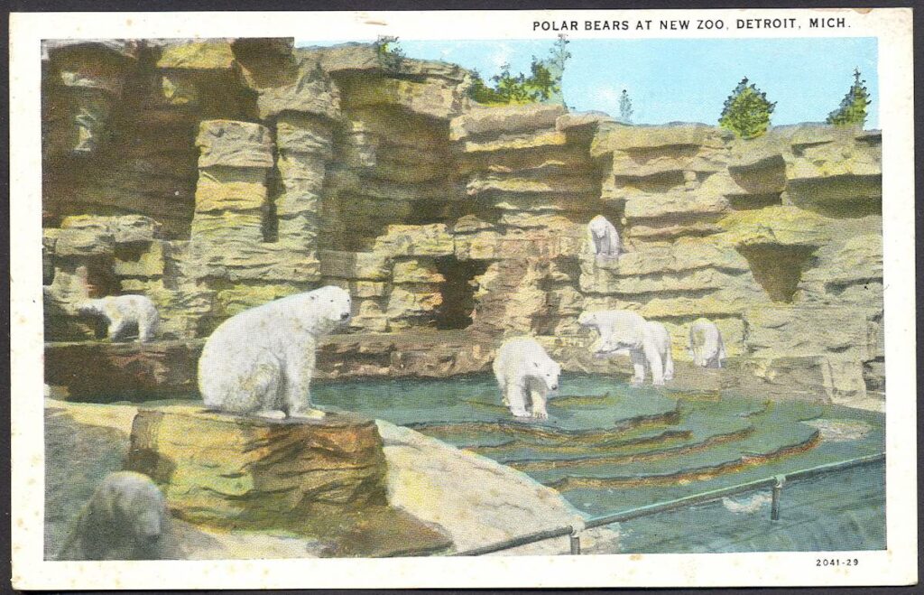 Polar Bears at New Zoo in Detroit, Mich.