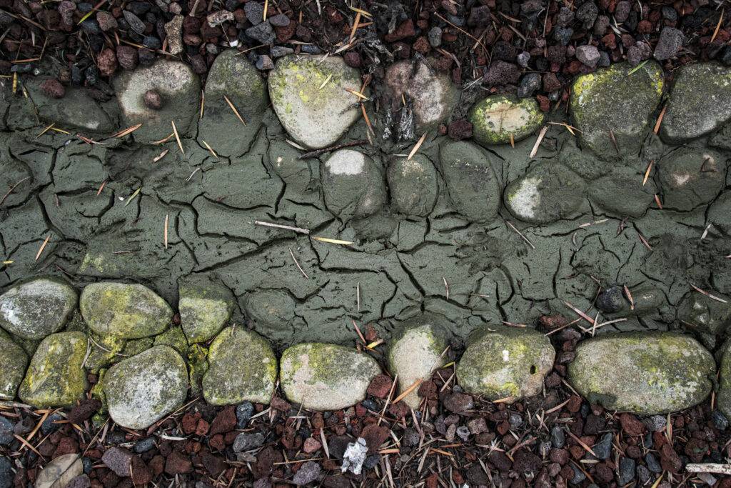 Animal tracks in mud at Lotusland