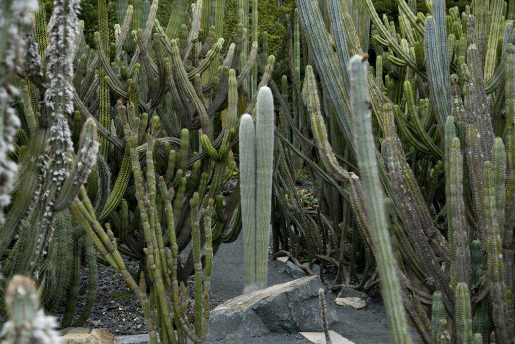 The Cactus Garden at Lotusland