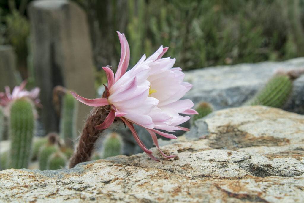 A cactus flower blooming at Lotusland