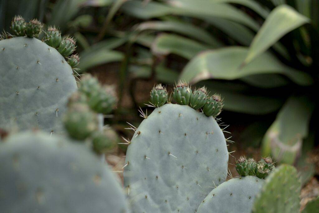 The Cactus Garden at Lotusland
