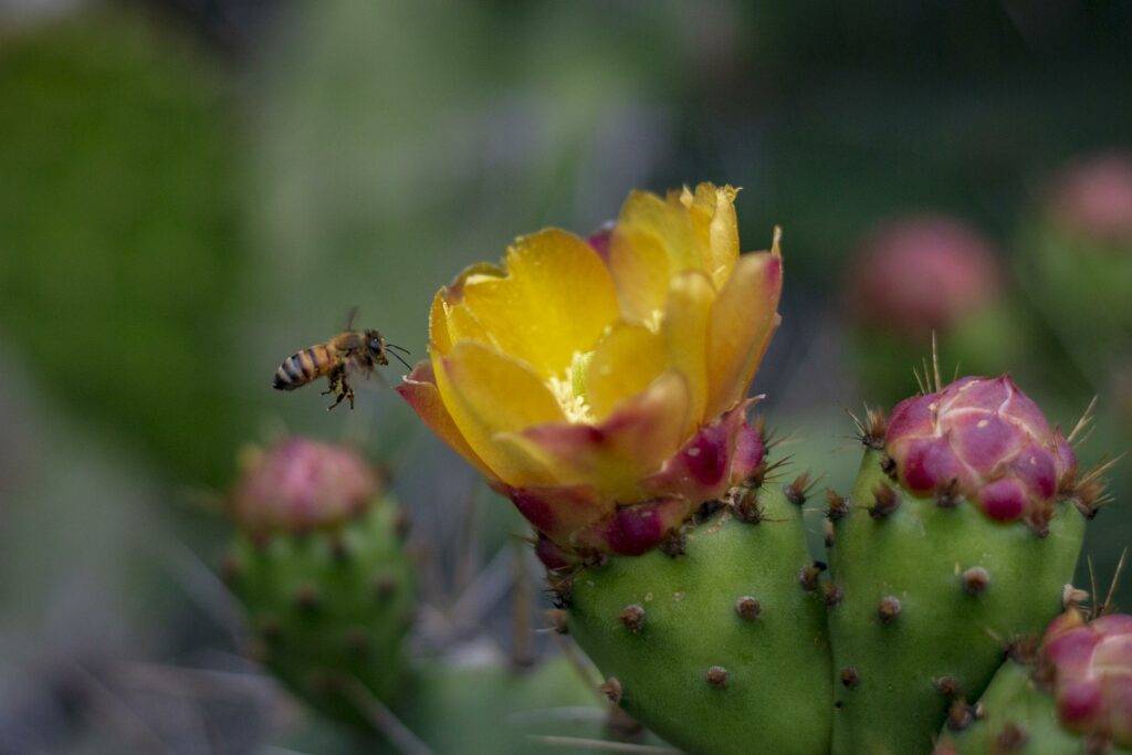 Bee on Flower at The Cactus Garden at Lotusland