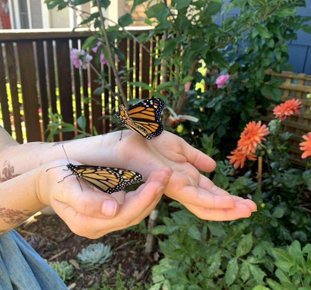 two monarch butterflies sitting on a woman's hands