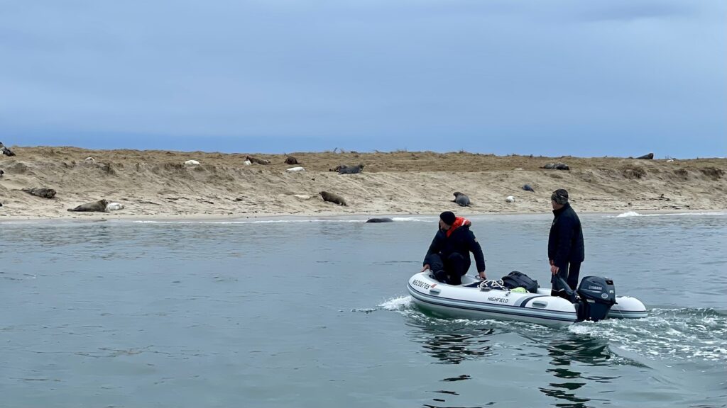 Two people in a boat approach a beach full of seals.